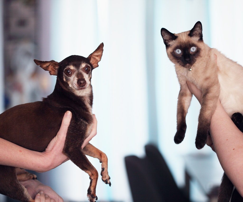 Chihuahua and Siamese cat being held together.