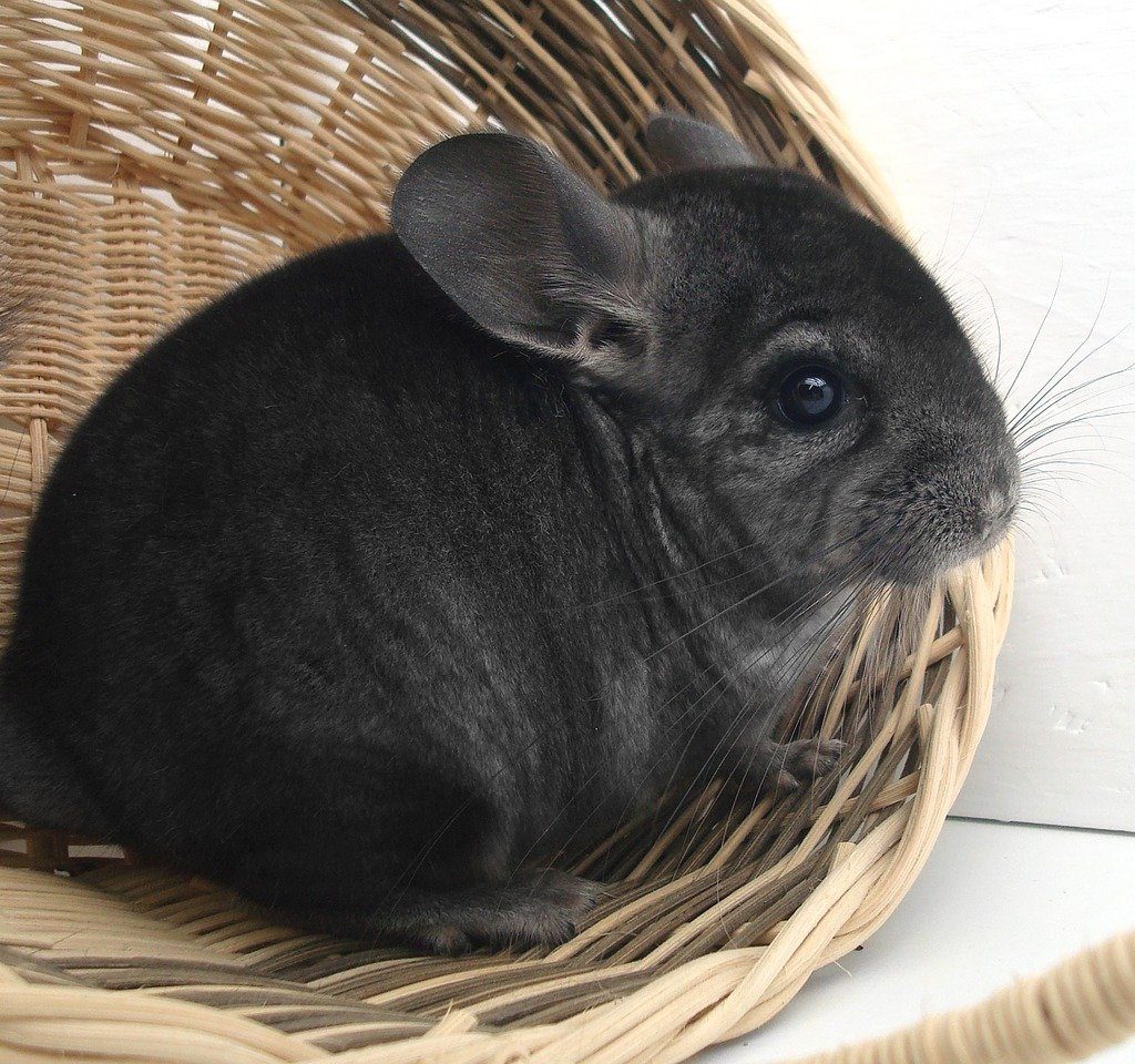 A chubby chinchilla in a basket.