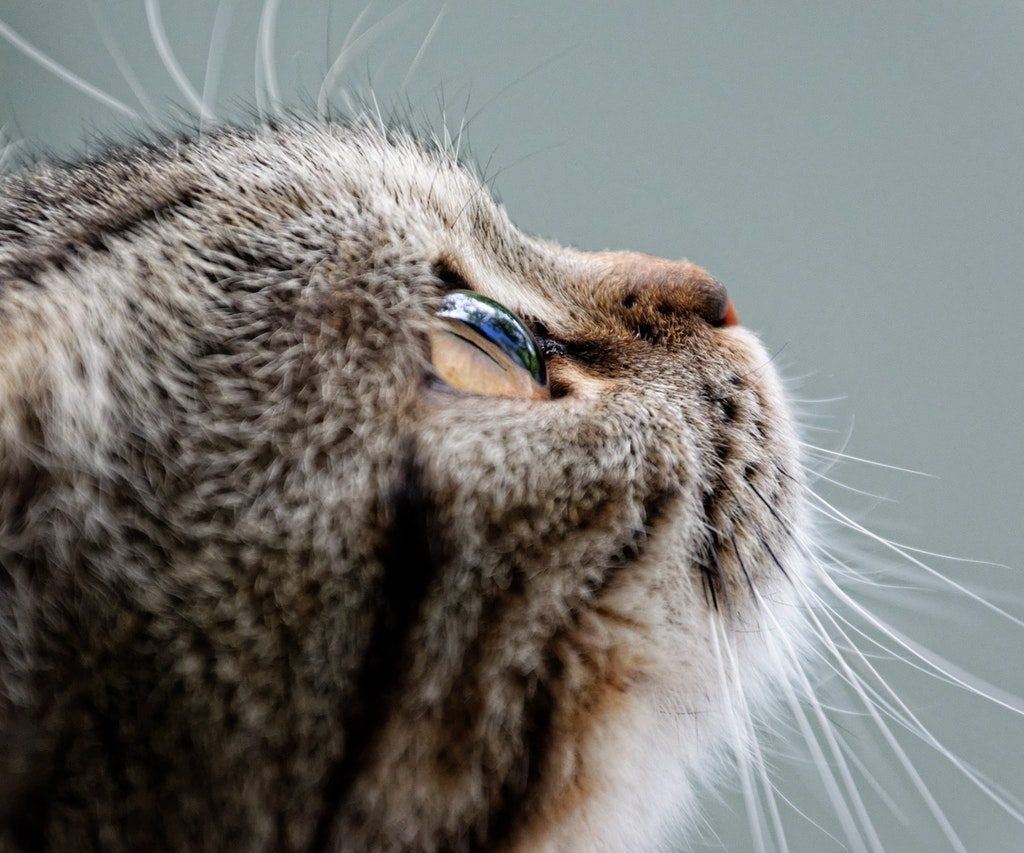 A close-up shot of a brown tabby cat.