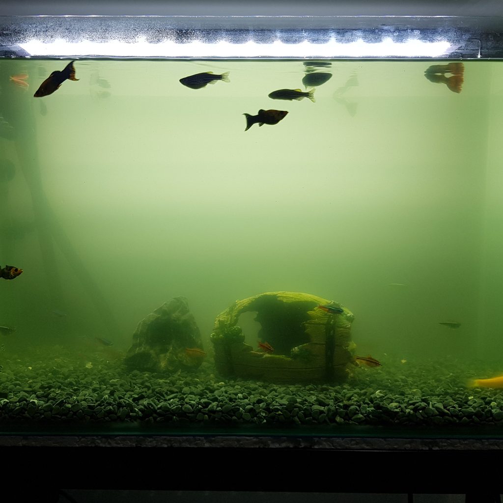 Cloudy aquarium with fish
