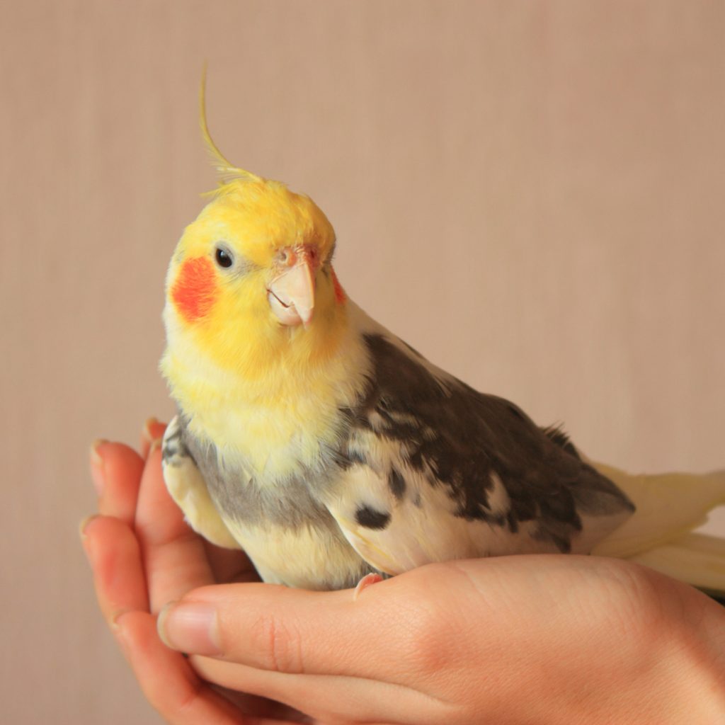 Cockatiel sits in human hand