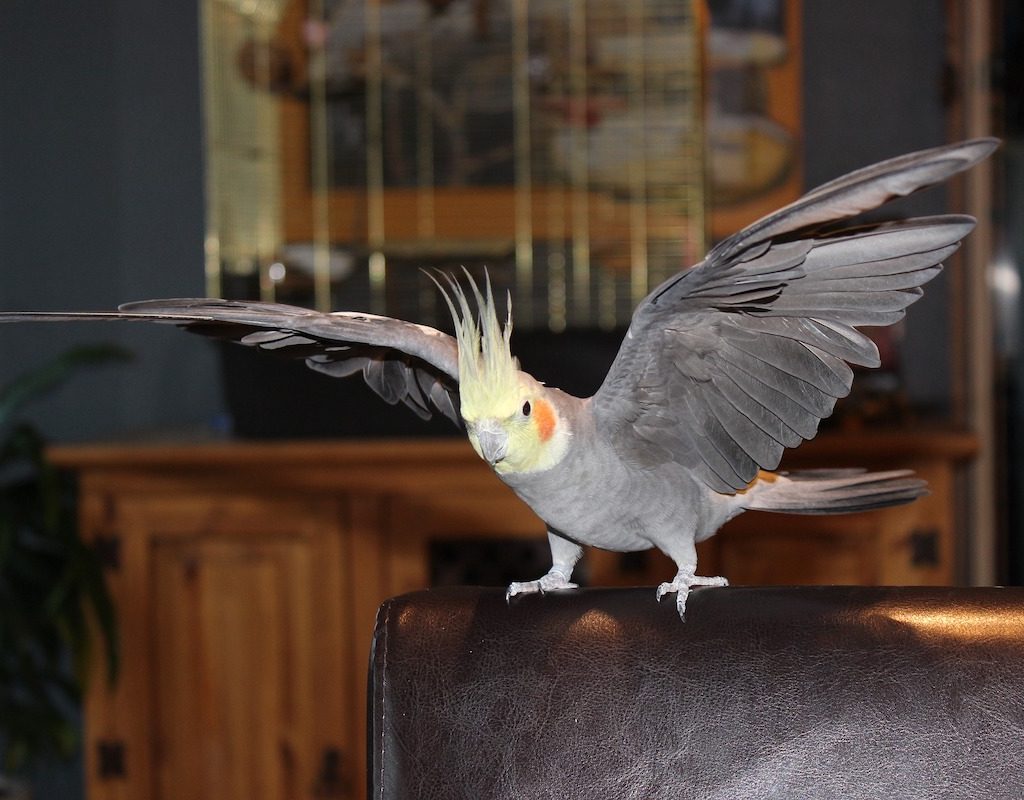 A cockatiel perches on a chair