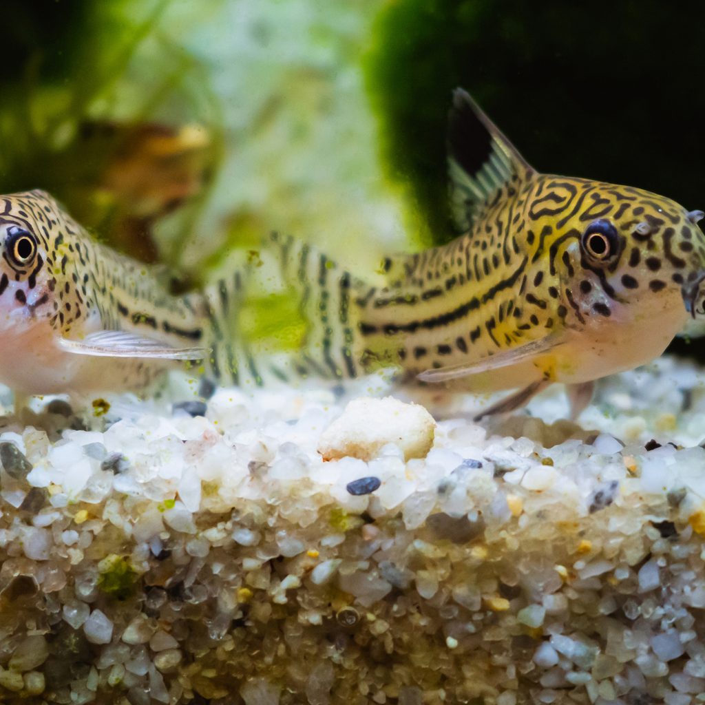 Two cory catfish in an aquarium