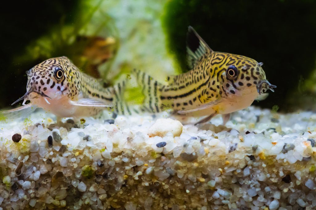 Two small spotted cory catfish side by side