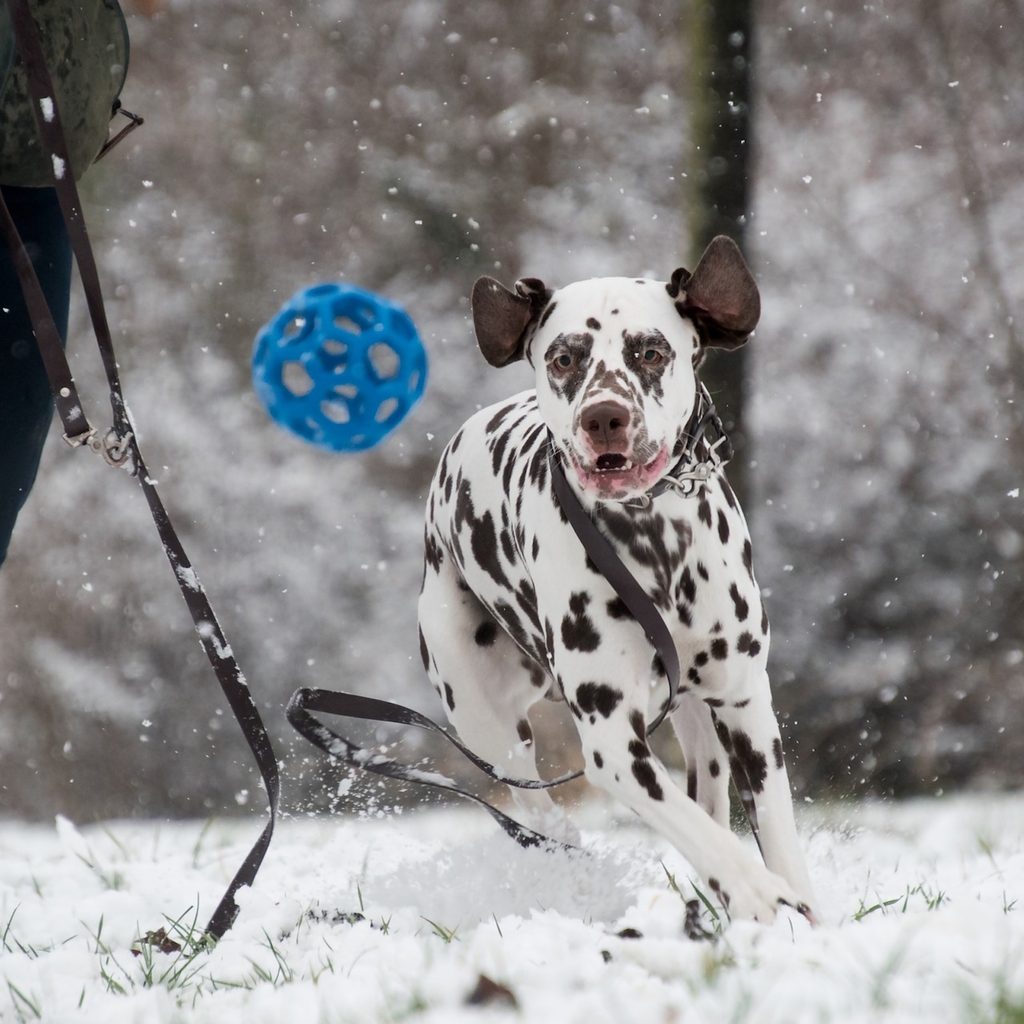 a white and brown dalmatian on a leash chases a blue ball in the snow