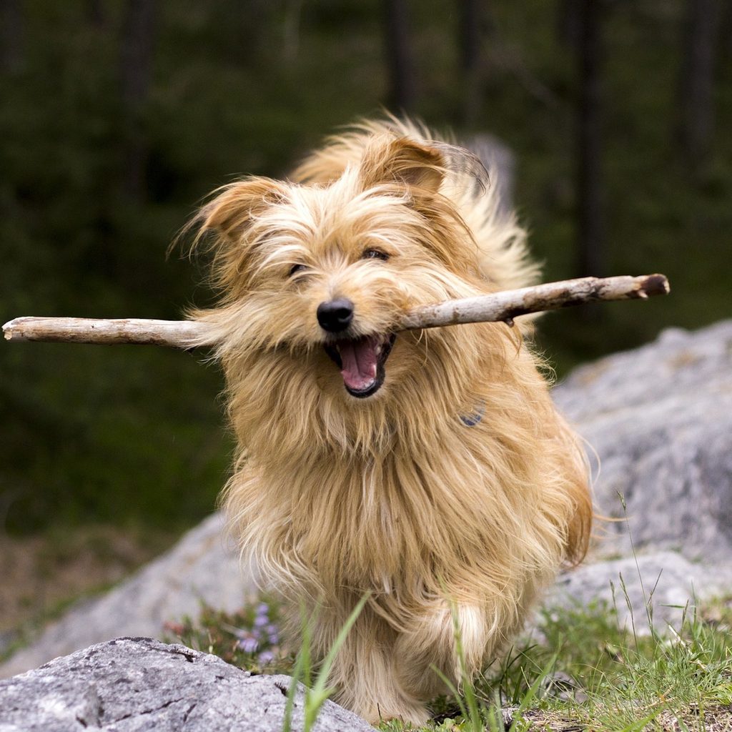 a long-haired beige dog carries a long stick in their mouth on a rocky hike