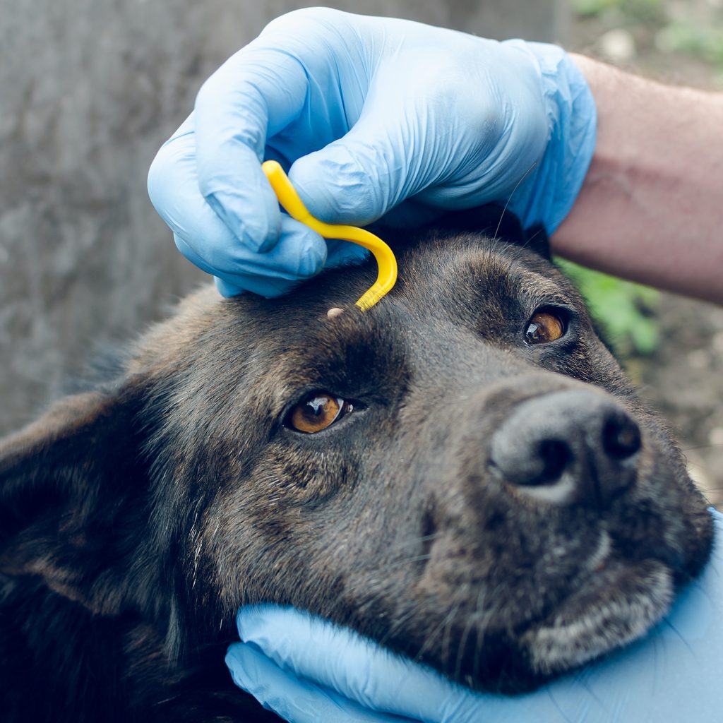 a black dog looks at the camera as someone in blue gloves holds his head and uses a tick removal tool to remove a tick from his forehead
