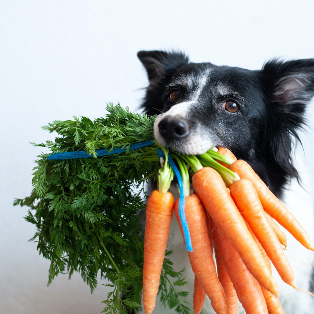 a black and white dog holds a bunch of carrots in its mouth
