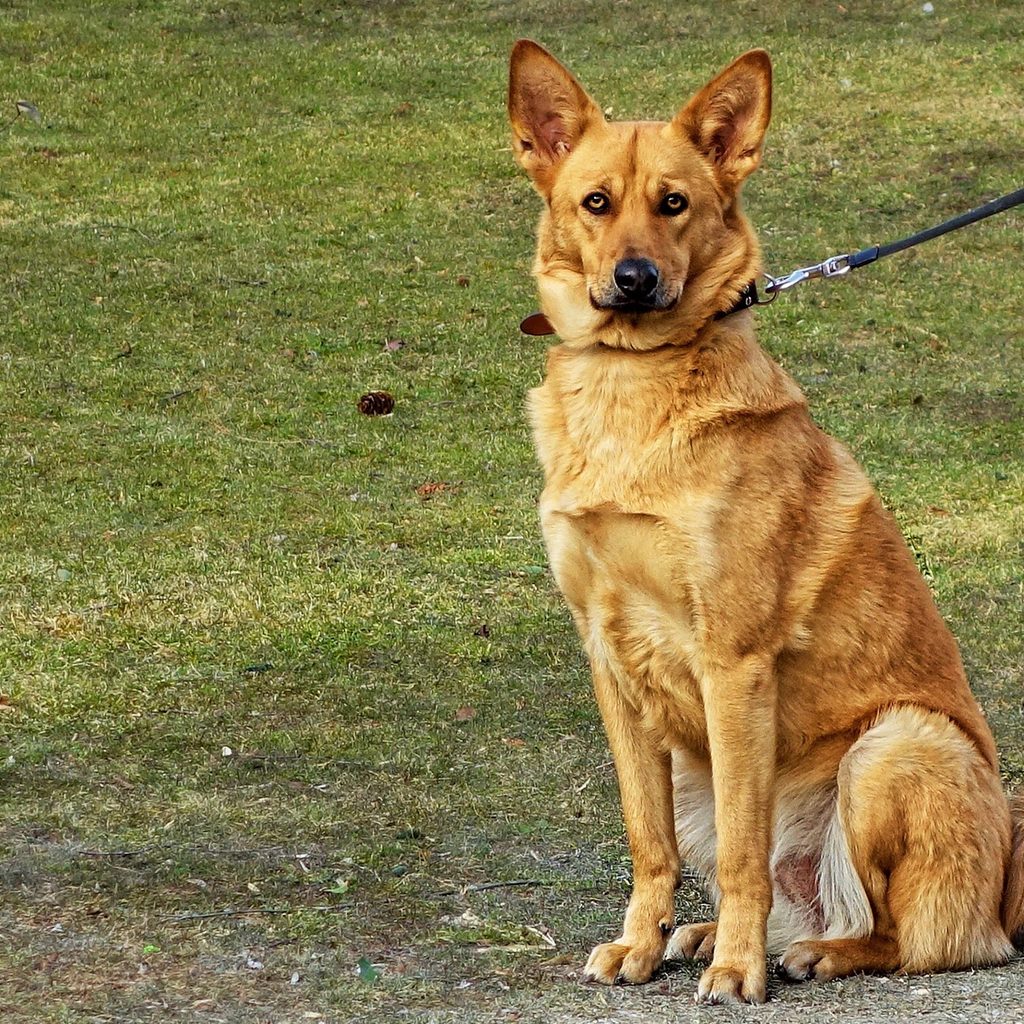 a beige German shepard mix sits on the grass, attached to a leash on their collar