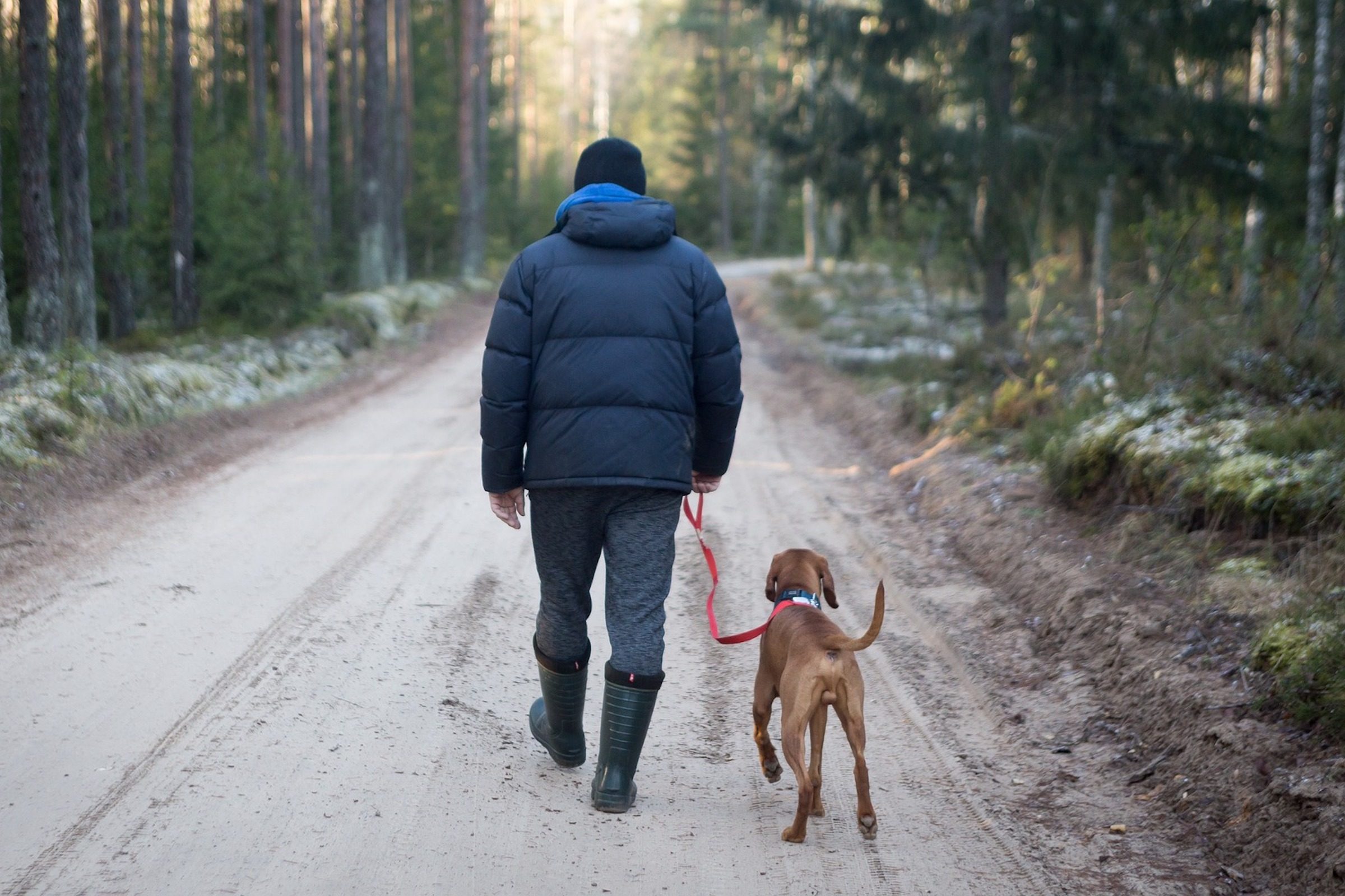 a man and a brown dog walk away from the camera on a path in the forest
