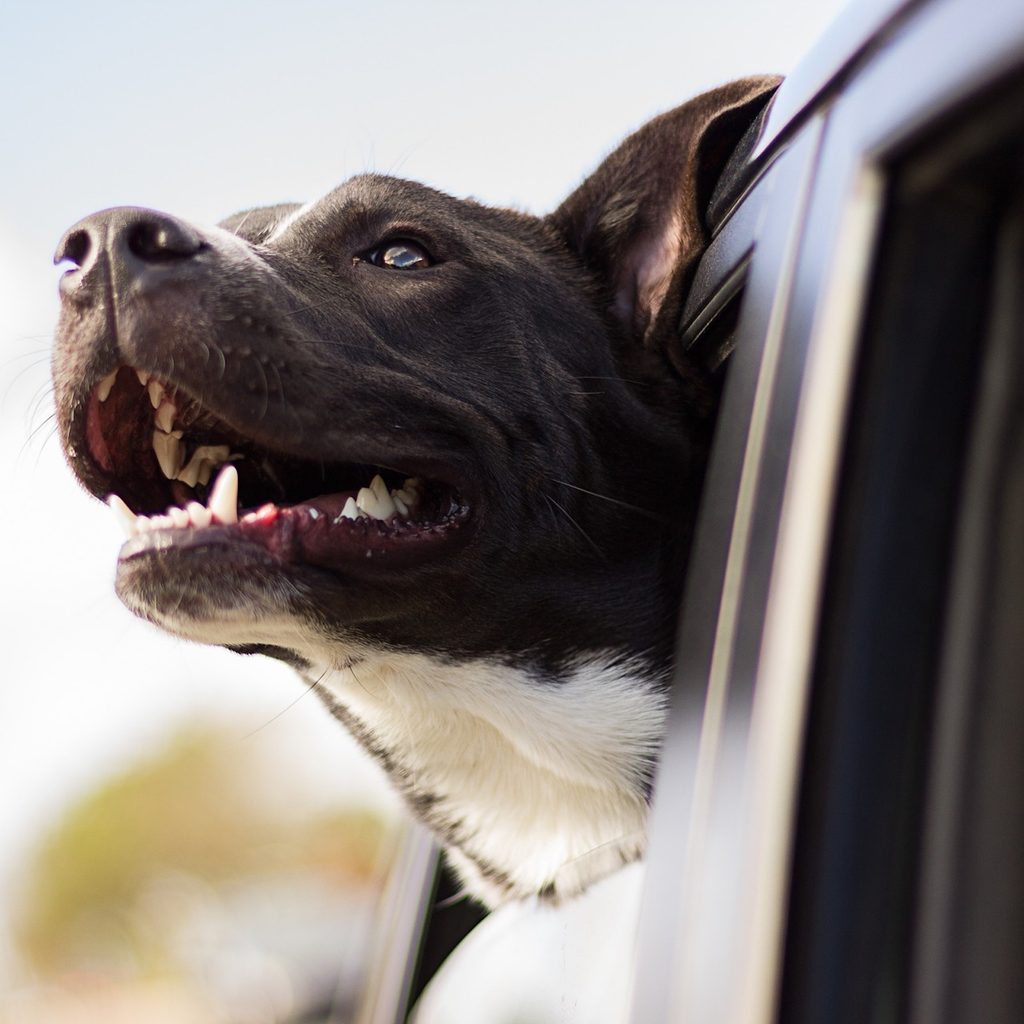 a black pit bull sticks his head out of a car window on a sunny day