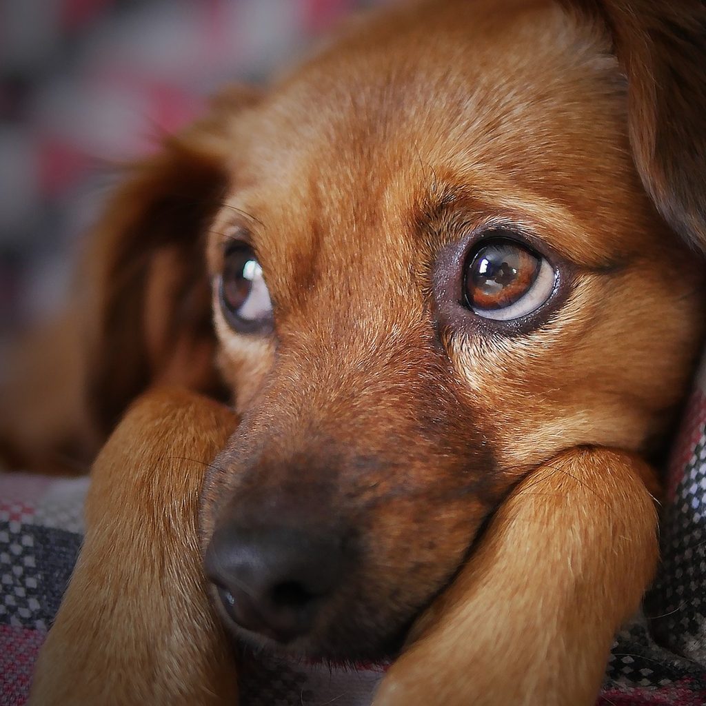 a brown dog looks up with big brown eyes, looking sad