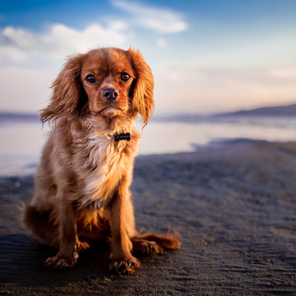 Dog sitting on a beach at sunset