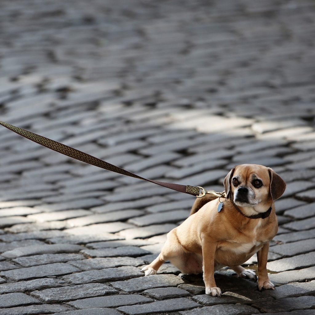 a small beige dog walks on cobblestone, attached to a leash on their collar