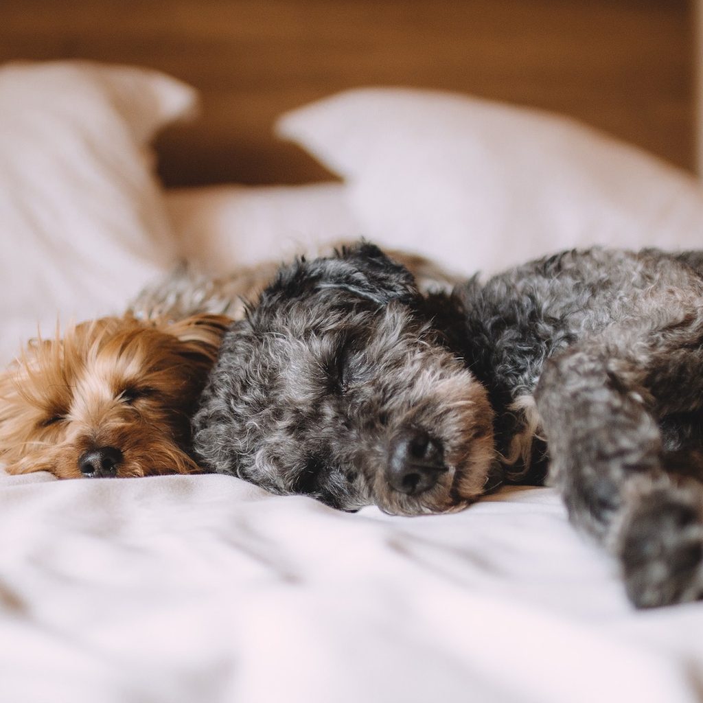 two small curly haired dogs sleep snuggled together on a bed