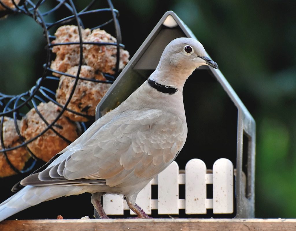 Dove perched in front of a small house
