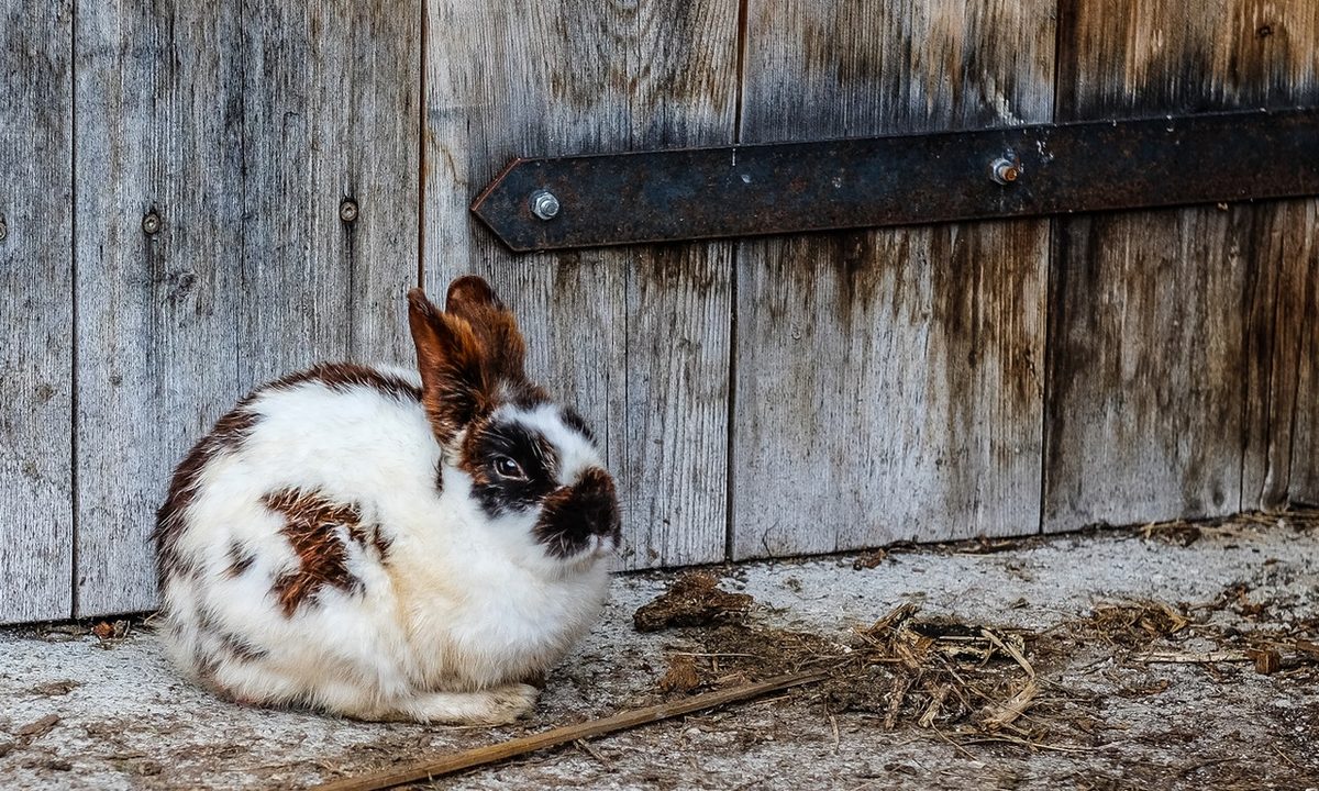 Brown and white rabbit sitting in front of a wooden door