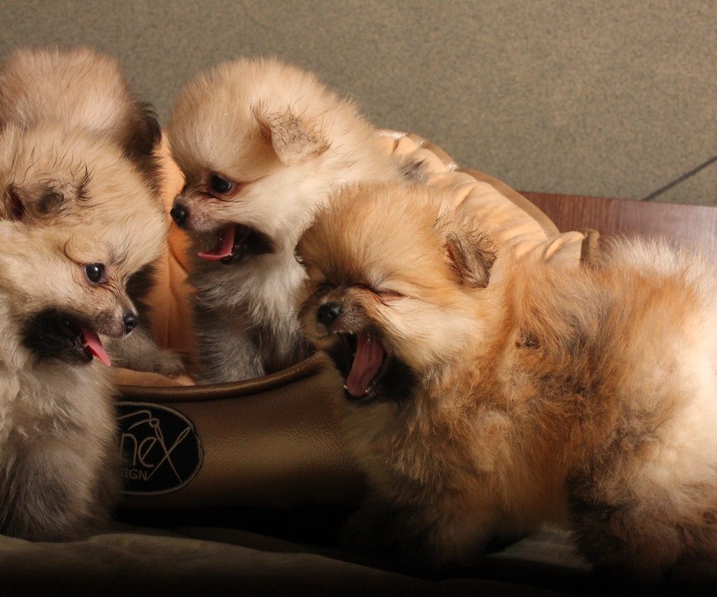 Four tan Pomeranian puppies.
