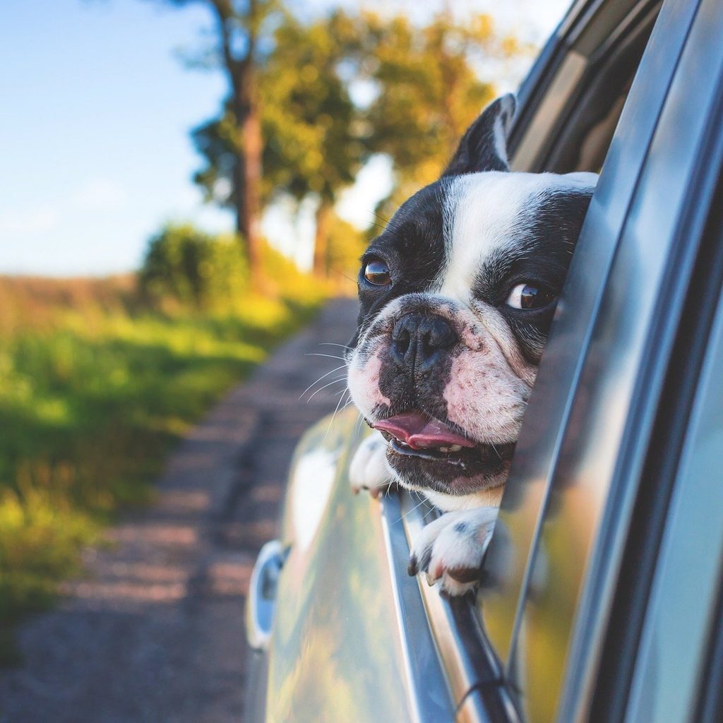 A black and white French bulldog holds their head out of a car window on a sunny day