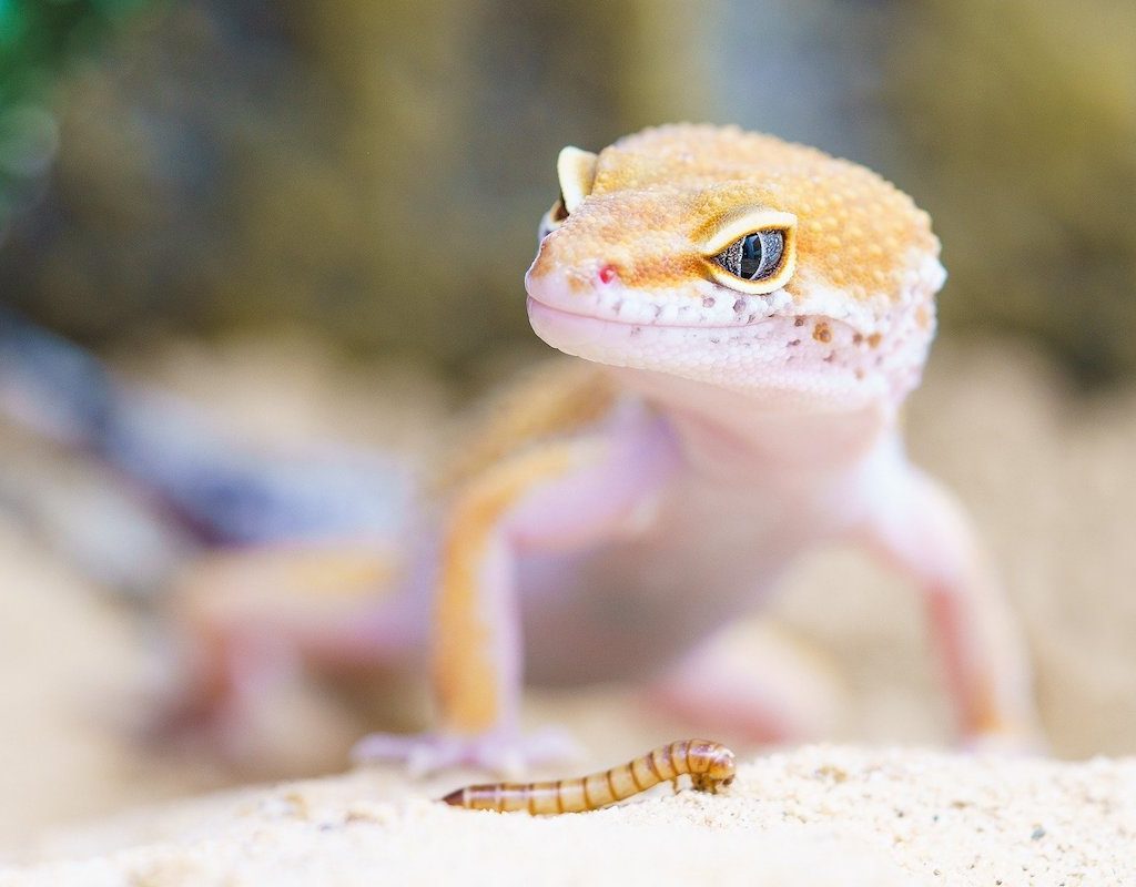 Pet gecko stares at a mealworm
