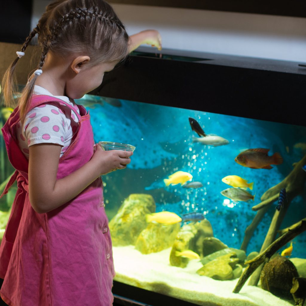 Little girl feeds fish in her aquarium
