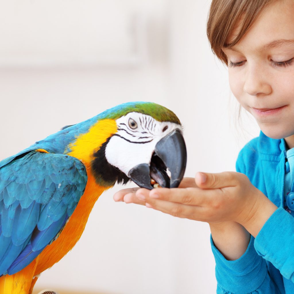 Girl feeds seed to her pet parrot