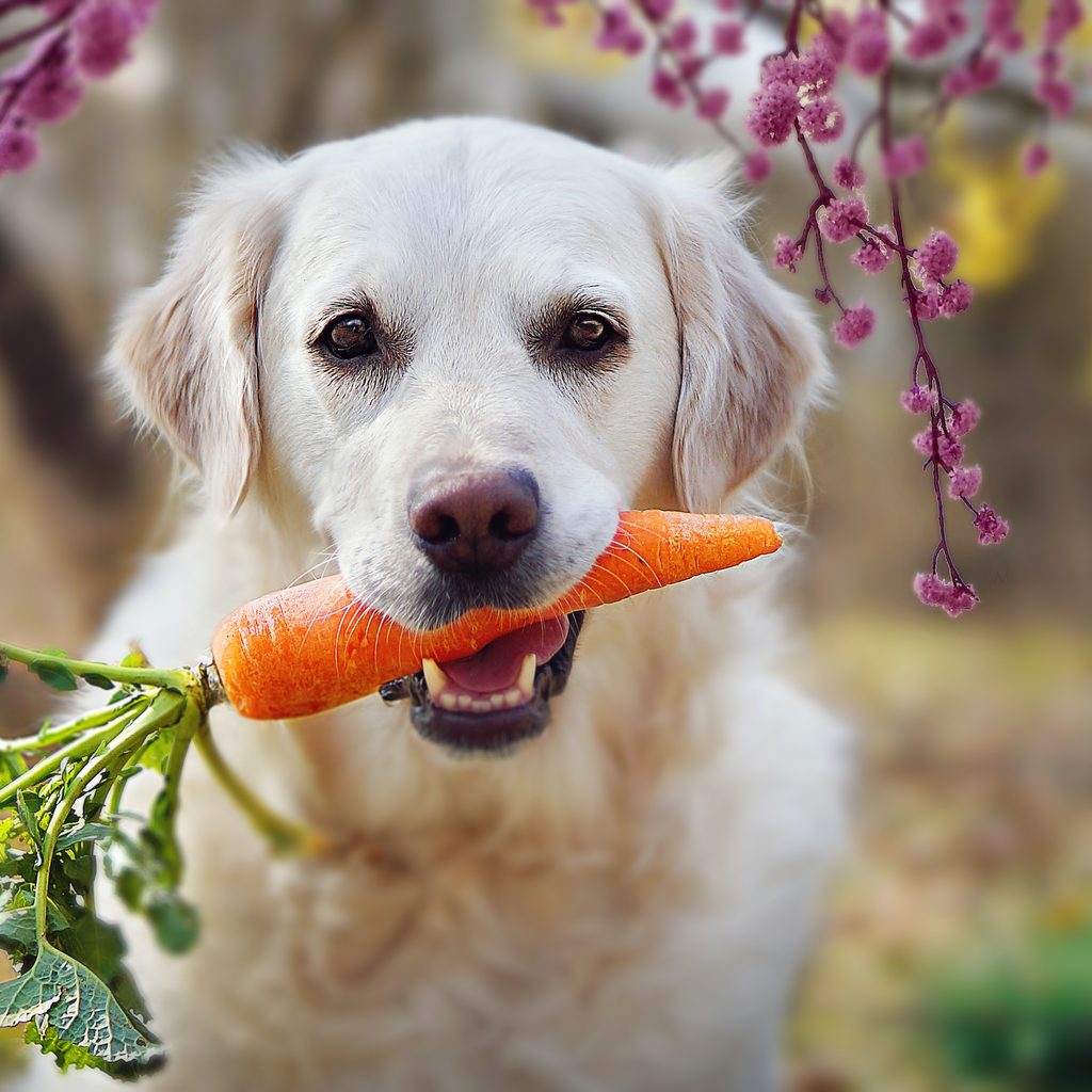 A retriever holds a carrot in its mouth