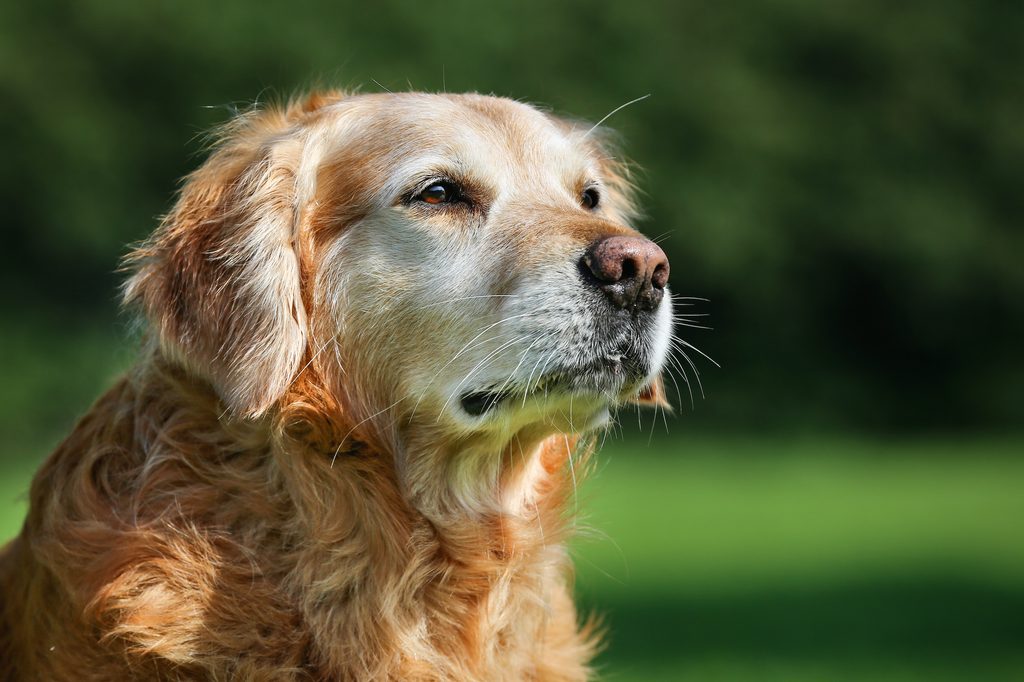 Senor golden retriever sitting in the grass