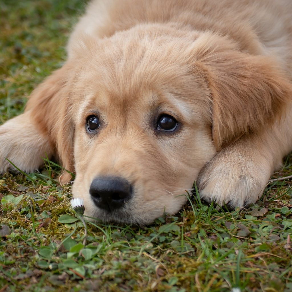 a golden retriever puppy lies on the grass and looks up with big sad eyes