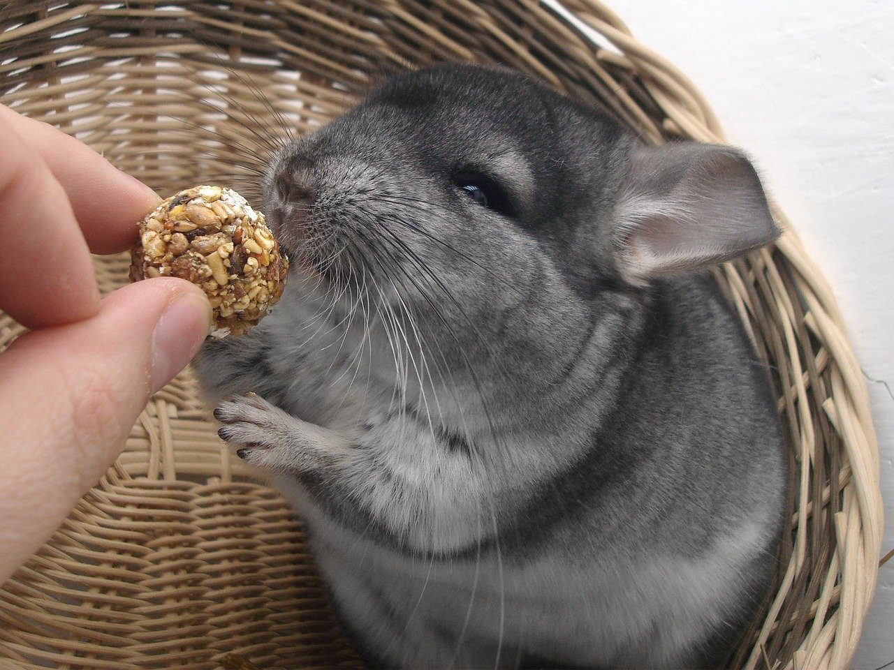 A gray chinchilla eating a ball of seeds.