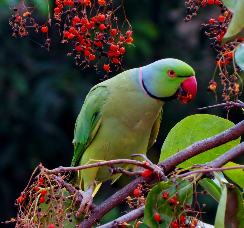 A green parrot eating red berries.
