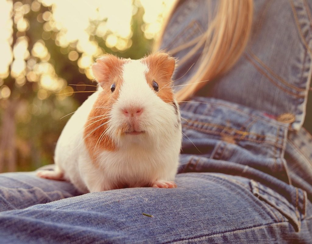 Guinea pig sitting on person's lap