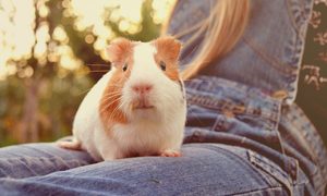 Guinea pig sitting on person's lap
