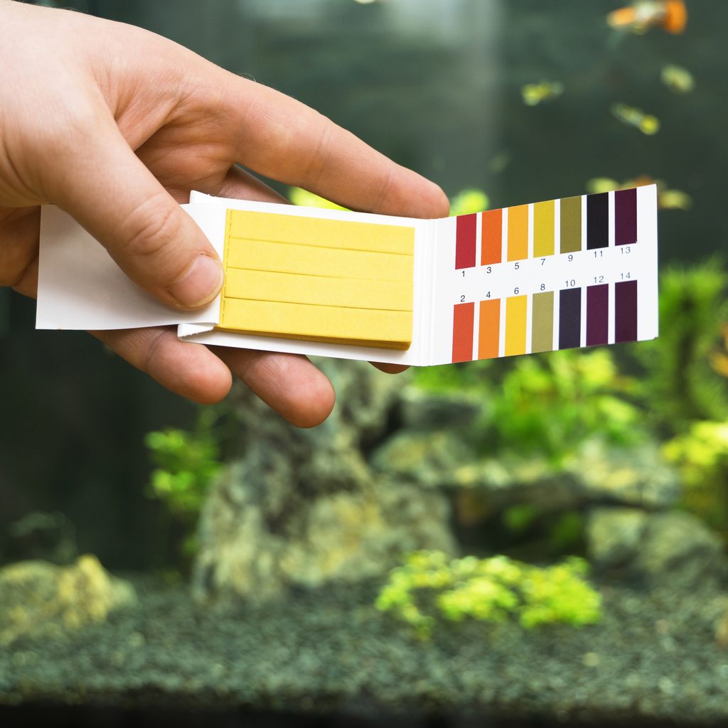 Hand holding a pH testing kit next to an aquarium