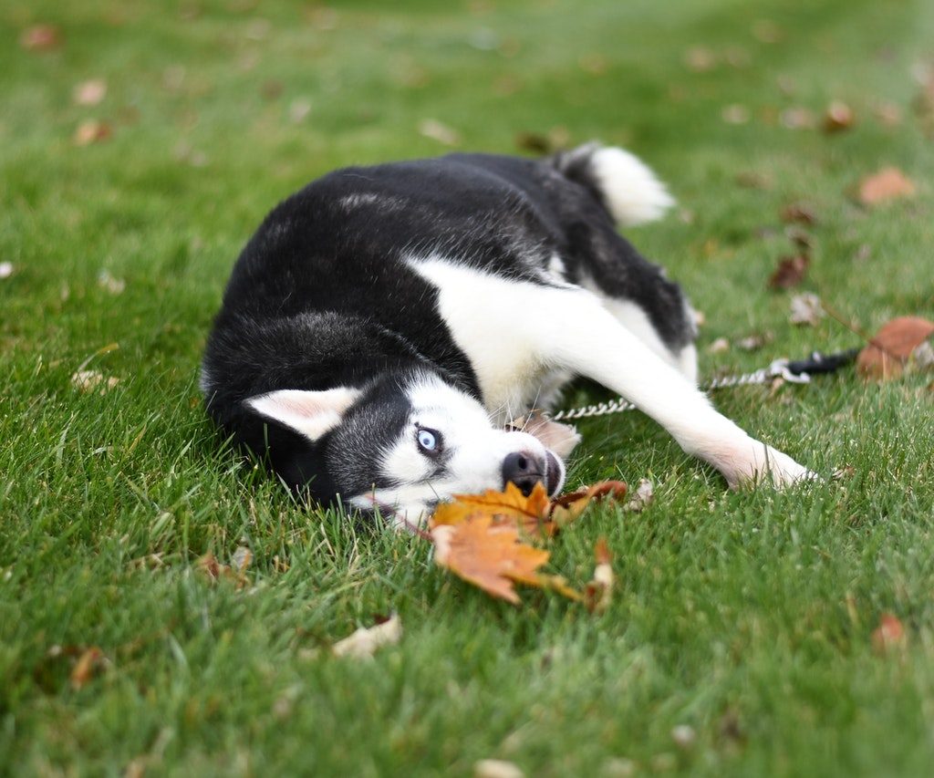 Black and white husky rolling on leaves