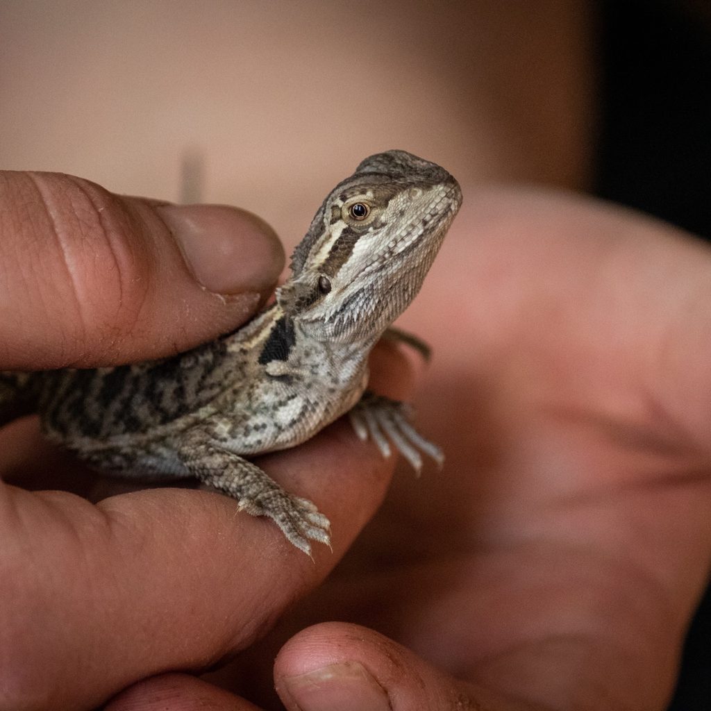 Lizard being held by owner