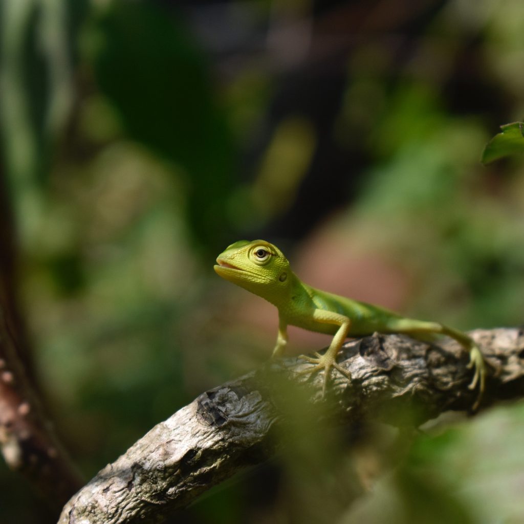 Lizard rests on branch in tank