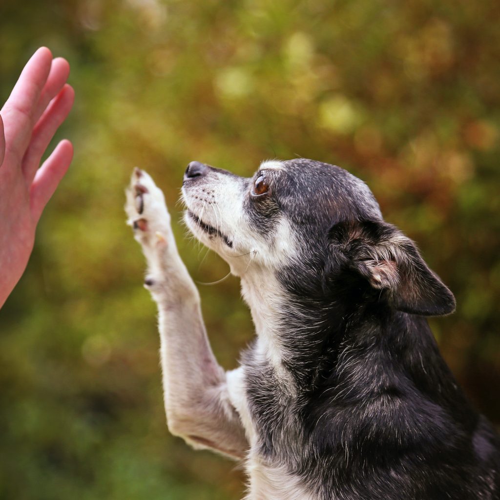 a senior chihuahua is at side profile and lifts up its paw to high five its owner