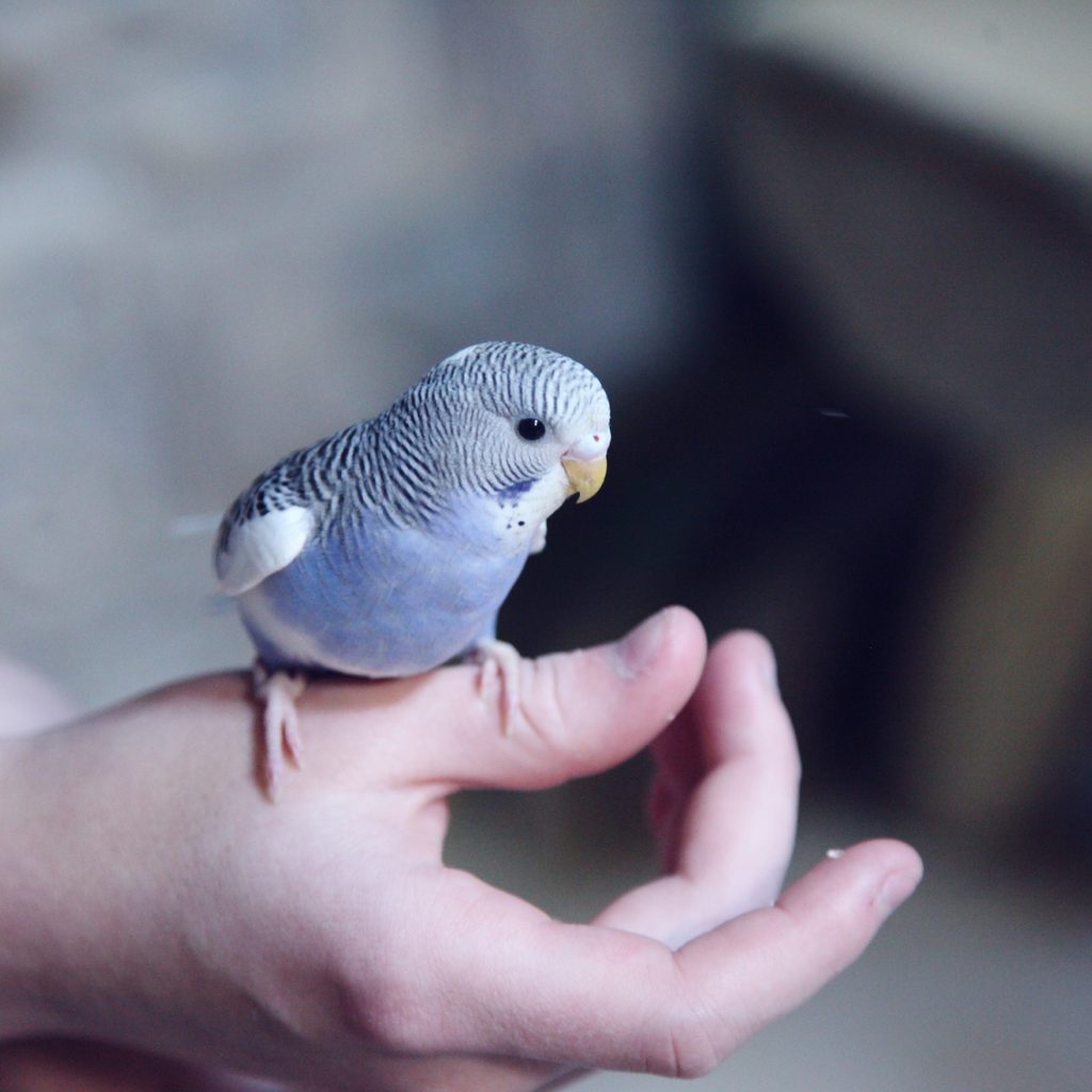 Parakeet perches on a human hand