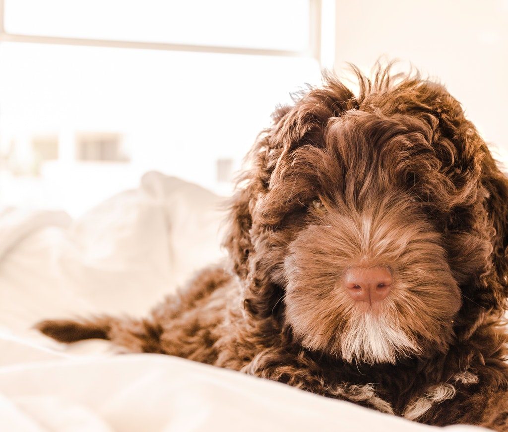 Brown and white Portuguese water dog puppy in bed.