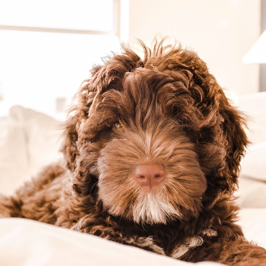 Brown and white Portuguese Water Dog puppy in bed.
