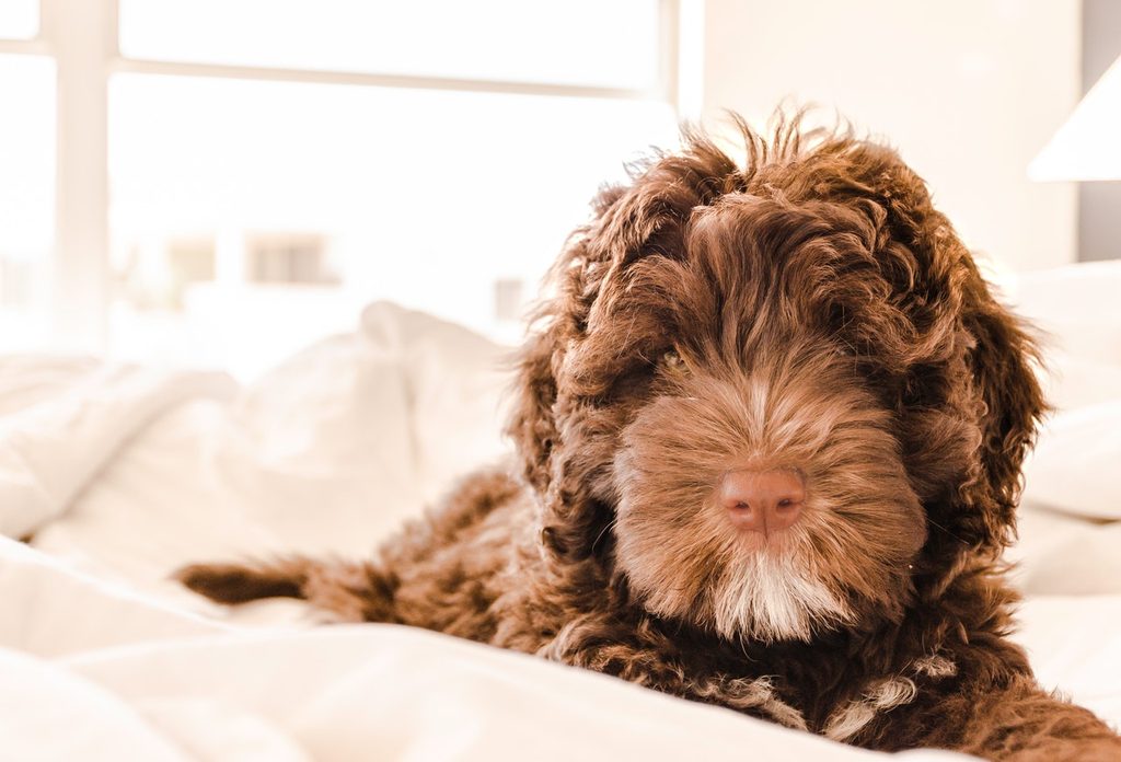 Brown and white Portuguese water dog puppy in bed.