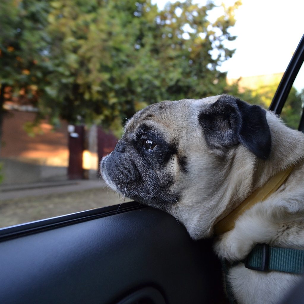 a pug rests their head on a car window frame and looks out the window at trees