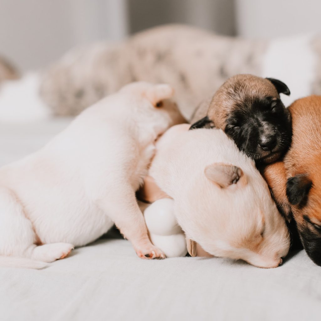 four newborn puppies of assorted colors sleep in a pile on a white blanket