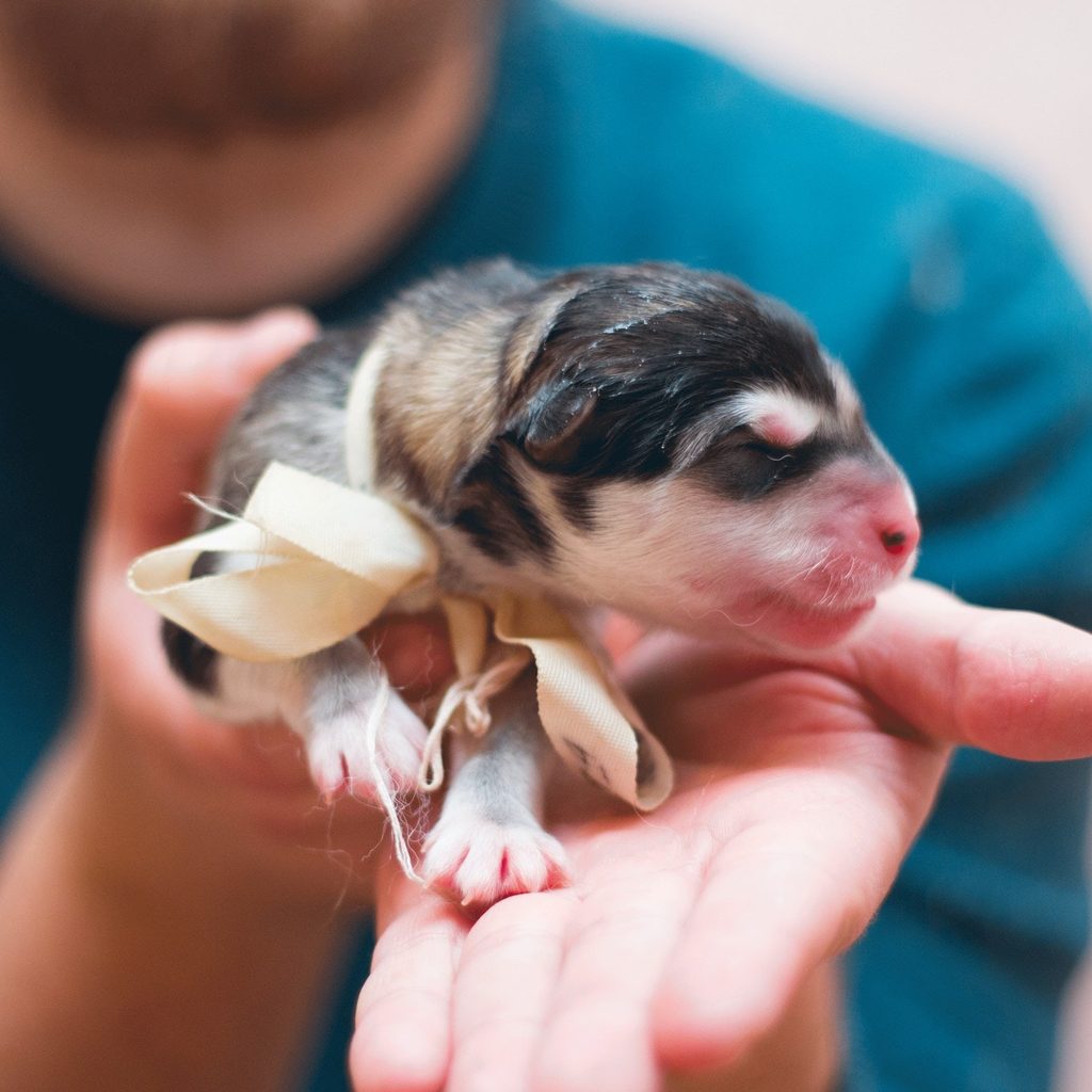 a newborn black and white puppy with a ribbon around its neck is held by a person