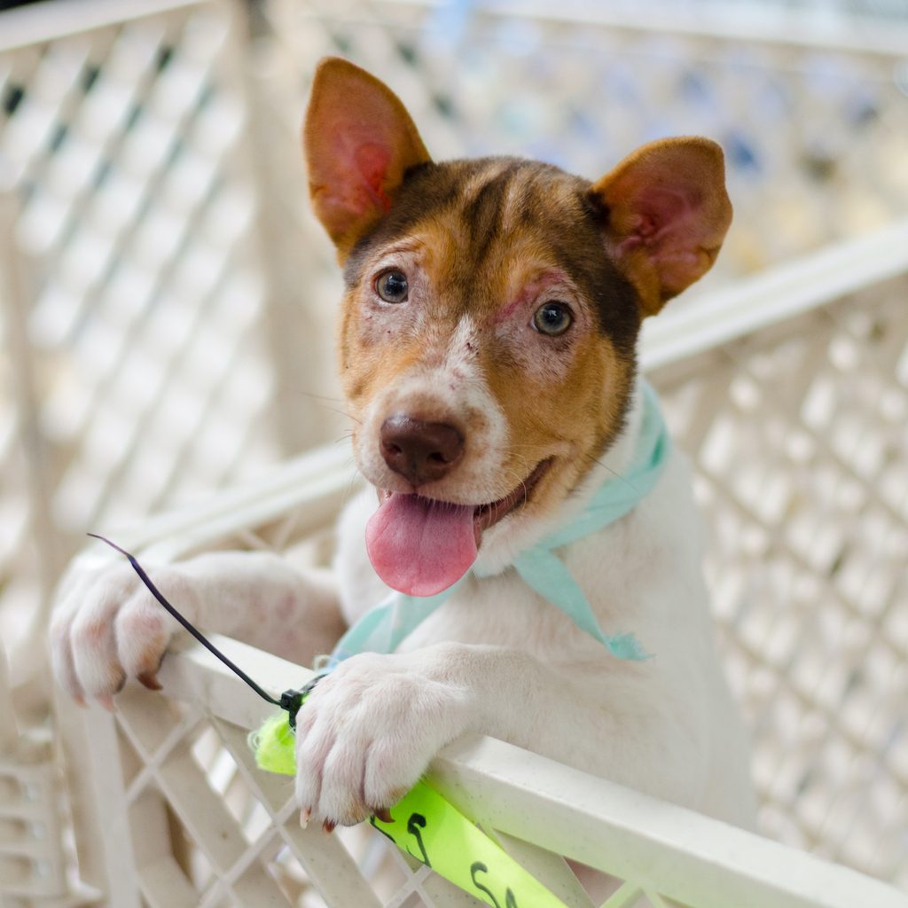 Small dog with a brown face and white body standing in a playpen