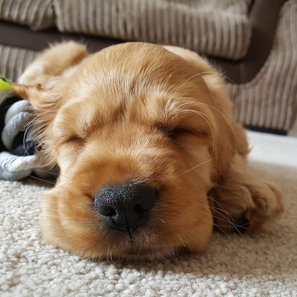 A puppy sleeps on the carpet