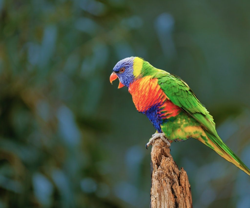 A rainbow lorikeet in elective focus.
