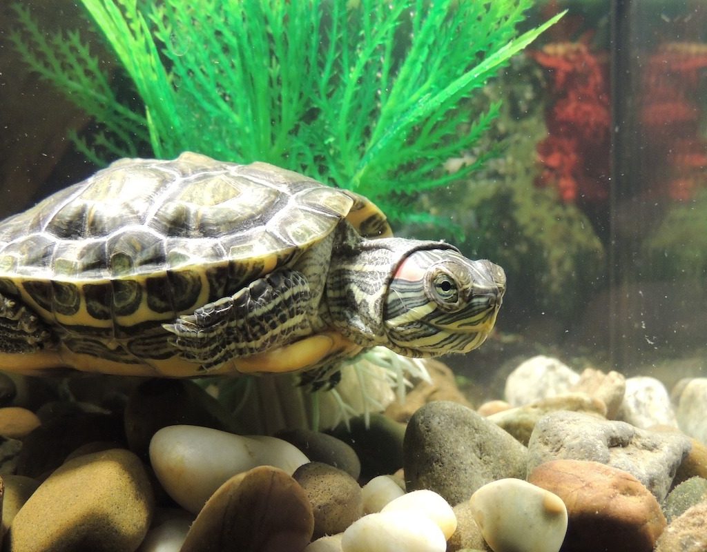 Red-eared slider turtle in tank
