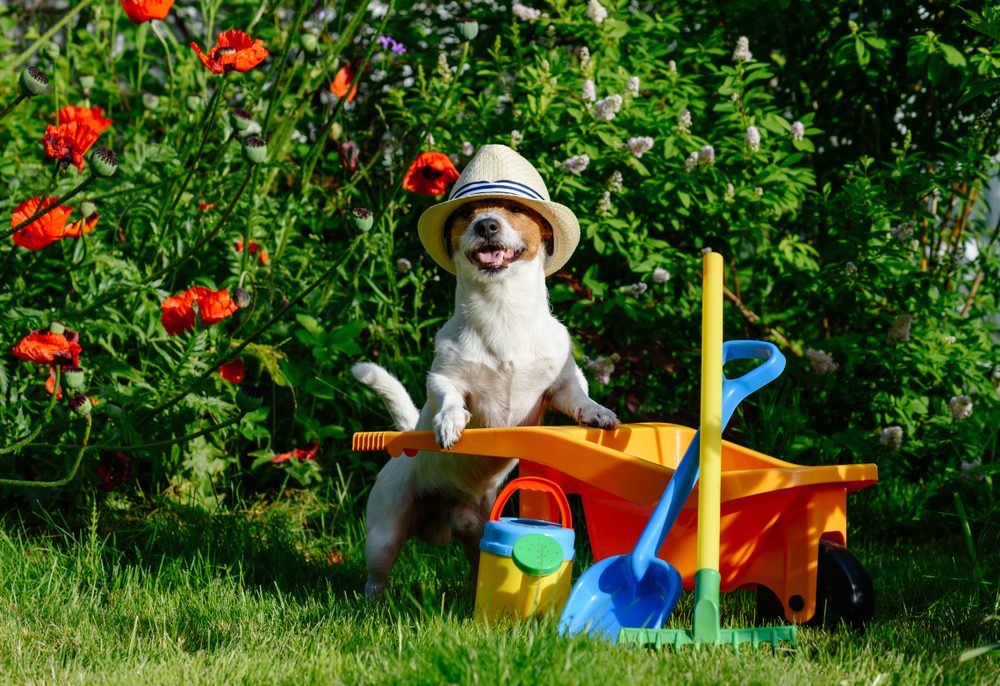 funny dog gardener